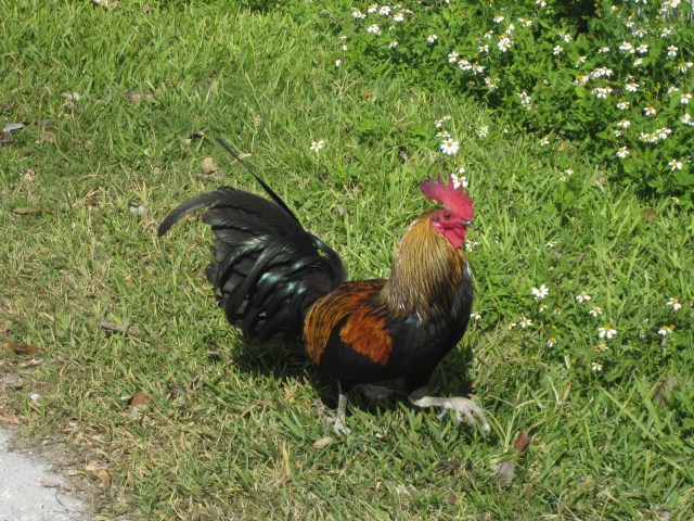 stray rooster in Key West