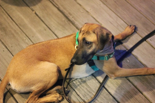 July 4th 2014. Sadie