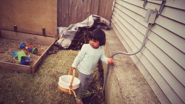 Asha's backyard Easter Egg hunt  at Quinlan's