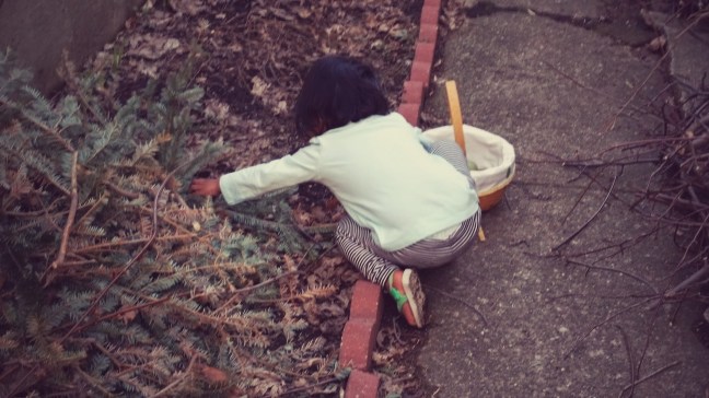 Asha's backyard Easter Egg hunt  at Quinlan's