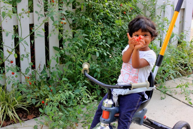 Asha on tricycle eating tomatoes