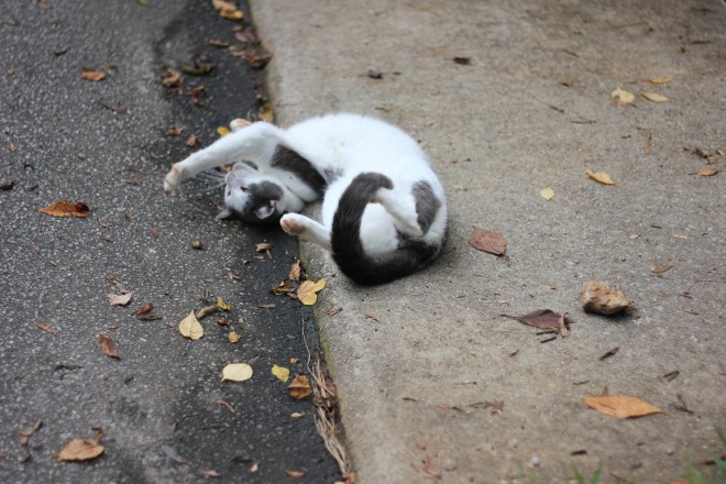 cat stretching on the sidewalk