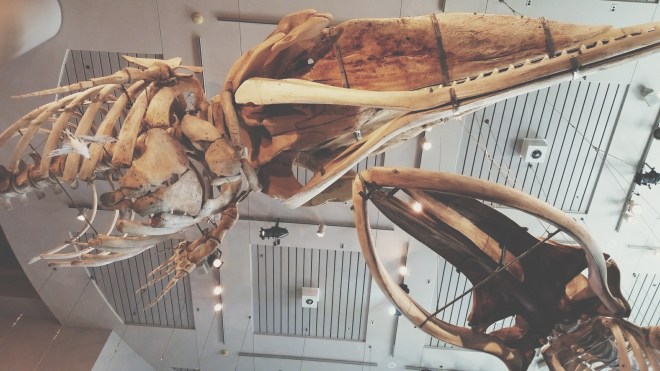 BugFest 2015 at Museum of Natural History, Raleigh