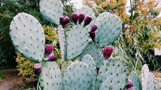 Fall in Historic Oakwood, Raleigh 2015