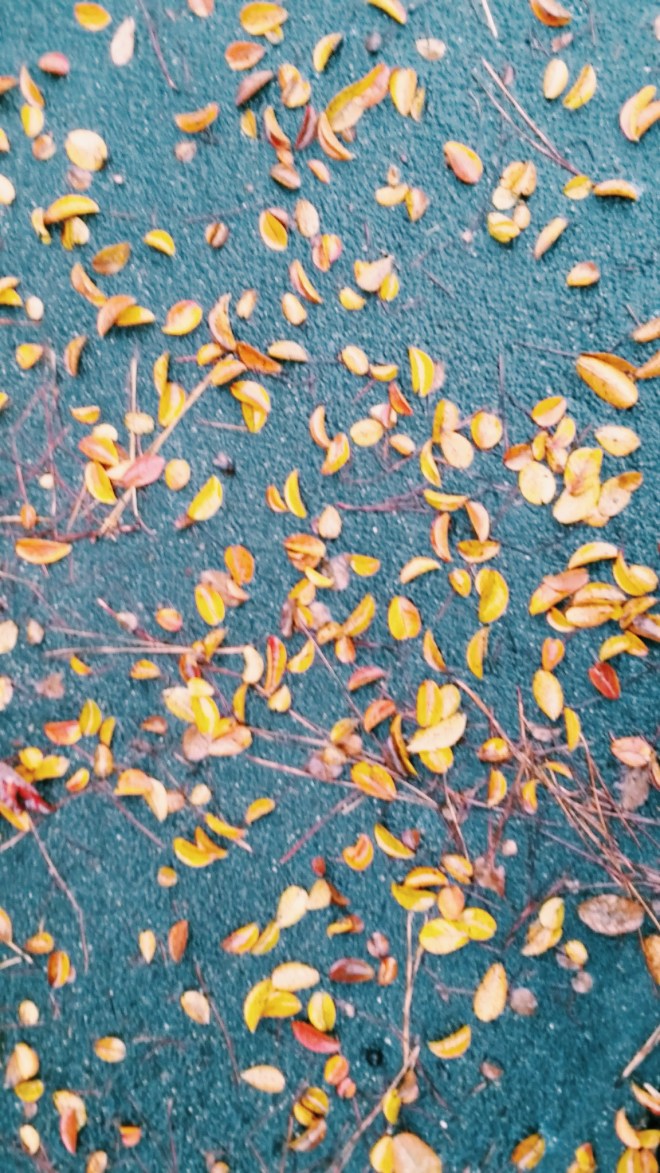 Fall in Historic Oakwood, Raleigh 2015