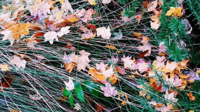 Fall in Historic Oakwood, Raleigh 2015