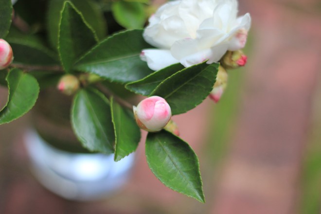Fall Garden Flower Arrangement