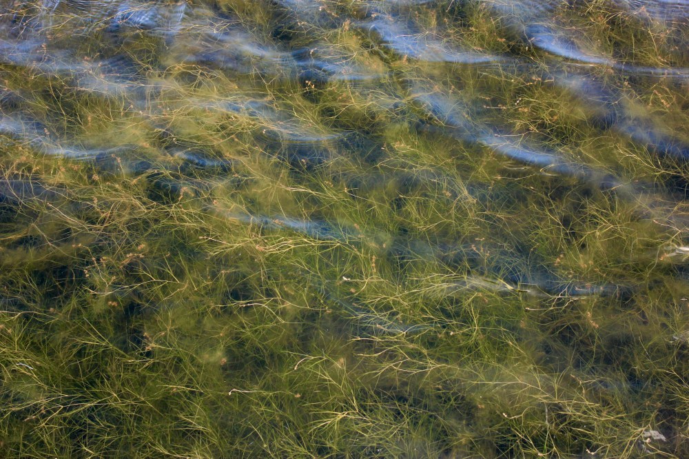 Pea Island. Nags Head Beach, Outer Banks NC