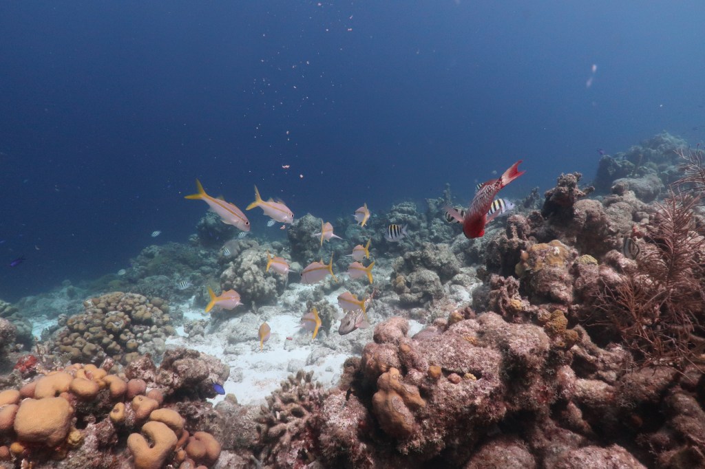 Snorkeling Adventures: Stunning Pictures from&nbsp;Bonaire