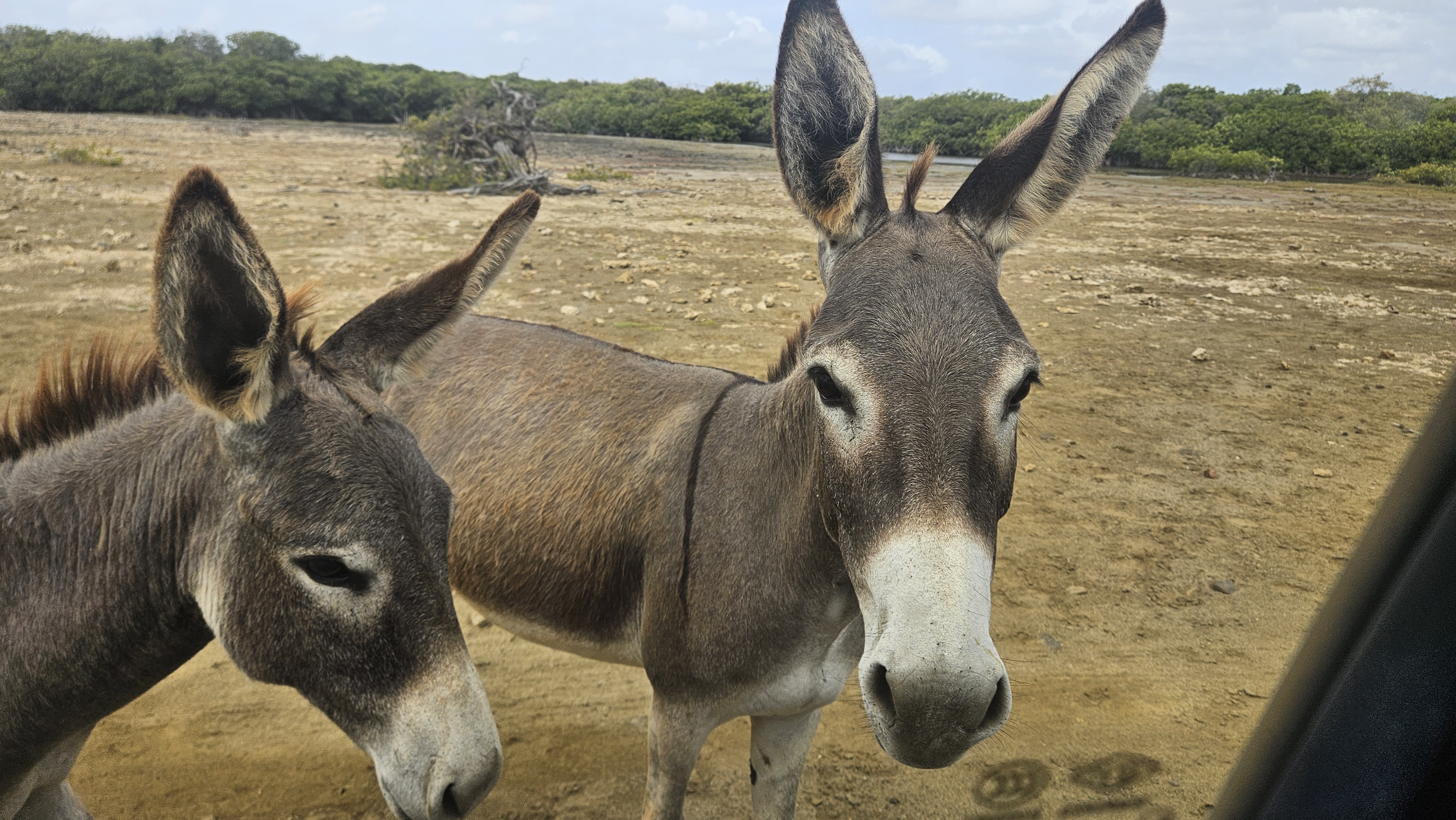 Explore Bonaire: 8-Day Caribbean Adventure Itinerary